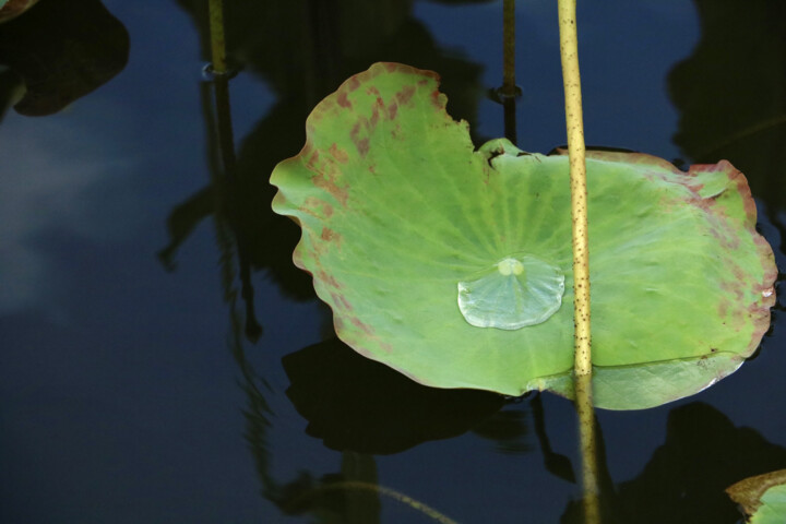 Photographie intitulée "Priority ZEN" par Sarah-Jane Marie-Louise, Œuvre d'art originale, Photographie numérique