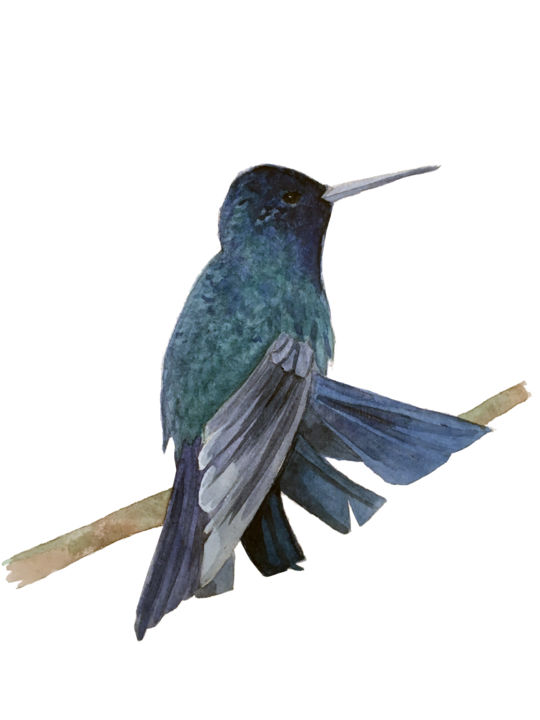 Peinture intitulée "colibri profil.jpg" par Sarah Quarelle, Œuvre d'art originale, Aquarelle