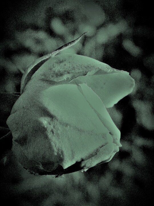 Fotografie getiteld "rose blanche" door Sarai David, Origineel Kunstwerk, Digitale fotografie