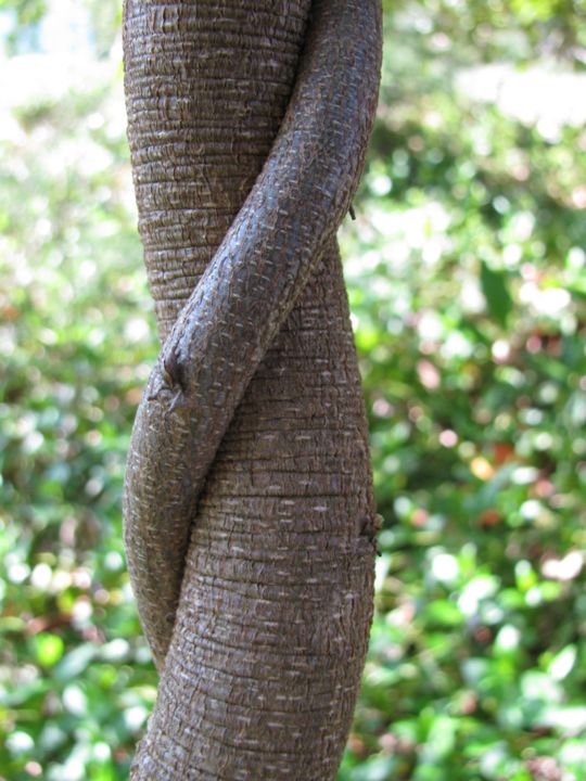 Photography titled "Curve" by N Laughter, Original Art,