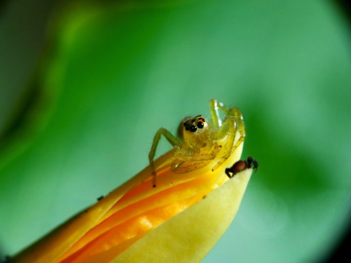 Photography titled "jumping spider" by Saurabh Gaikwad, Original Artwork