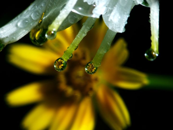 Fotografie getiteld "awesome droplets" door Saurabh Gaikwad, Origineel Kunstwerk