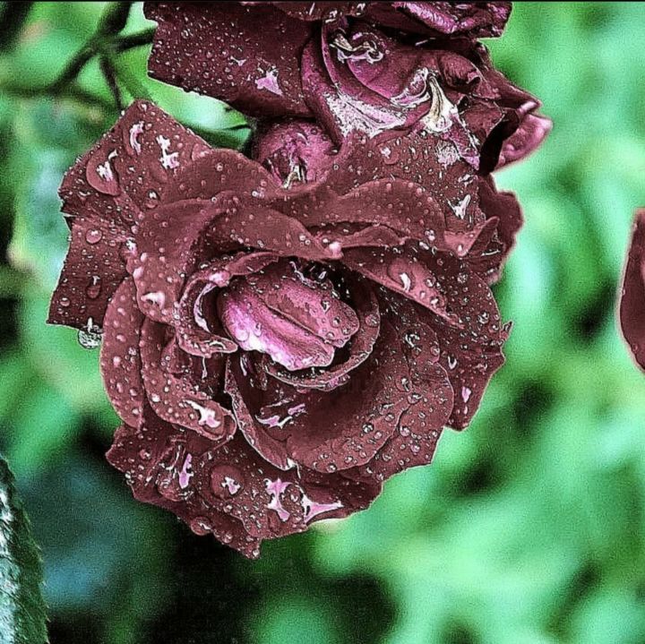 Фотография под названием "rose" - Savely Stepanenko, Подлинное произведение искусства, Цифровая фотография