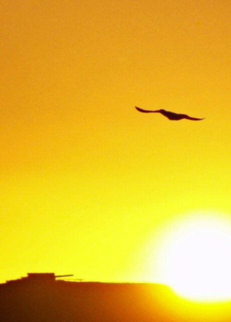 Photographie intitulée "Freedom" par Sb, Œuvre d'art originale