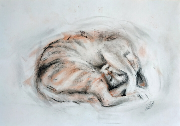 Zeichnungen mit dem Titel "Curled Cat" von Sbboursot, Original-Kunstwerk, Kohle