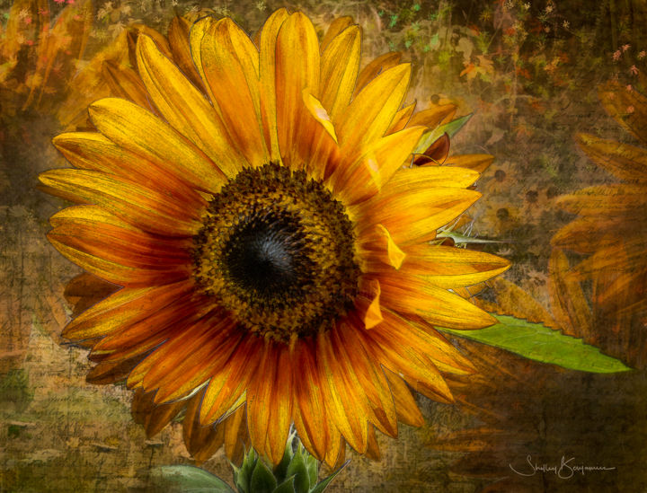 Digital Arts titled "Sun Flower" by Shelley Benjamin, Original Artwork, Digital Painting