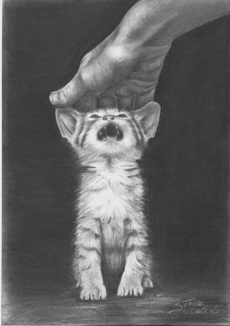 Dessin intitulée "Kitten" par Steve Sciberras, Œuvre d'art originale