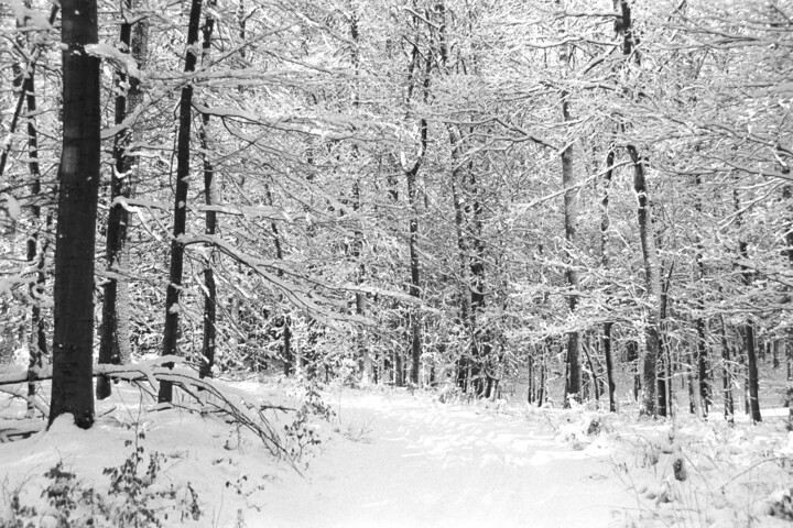 Photography titled "Snow covered forest…" by Scott Gregory Banner, Original Artwork, Analog photography
