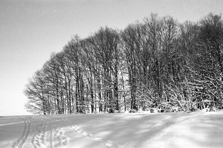 Fotografía titulada "Winter forest - Mic…" por Scott Gregory Banner, Obra de arte original, Fotografía analógica