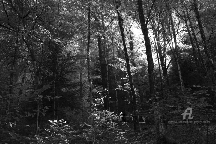 Photography titled "Forest - Vuillafans…" by Scott Gregory Banner, Original Artwork, Digital Photography
