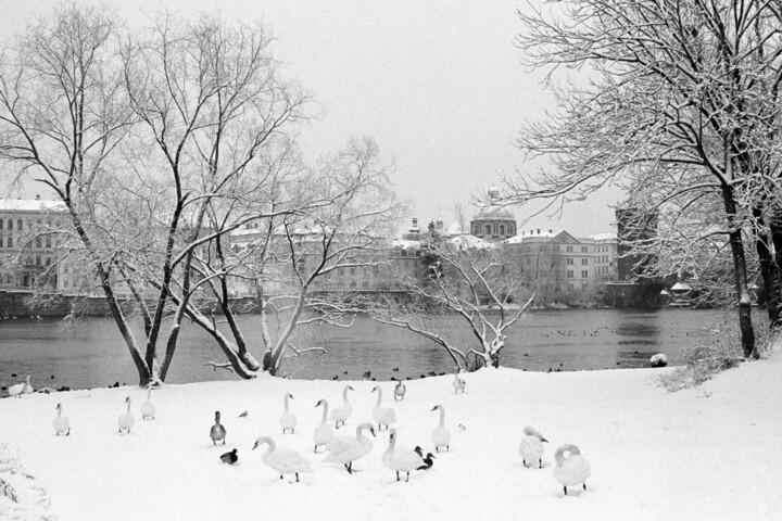 Photography titled "Swans and ducks - P…" by Scott Gregory Banner, Original Artwork, Analog photography