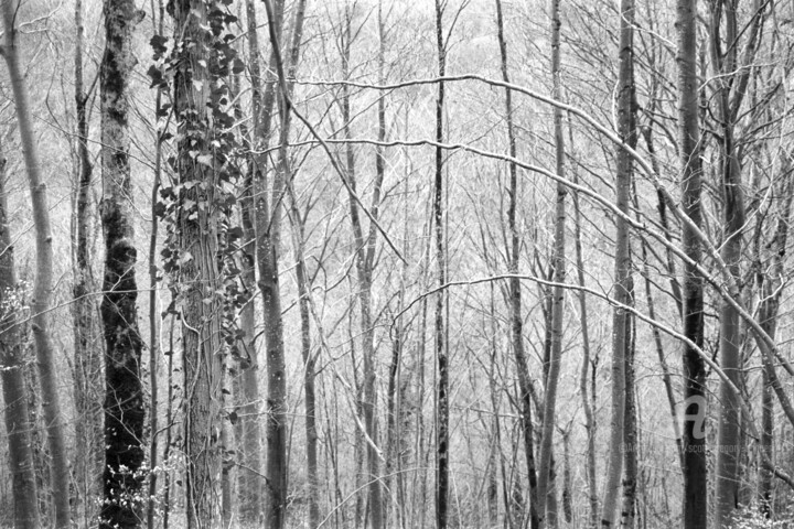 Photography titled "Deciduous forest -…" by Scott Gregory Banner, Original Artwork, Analog photography