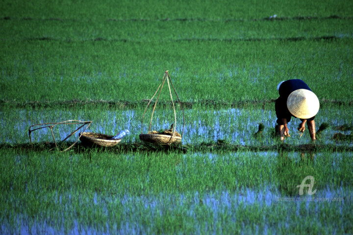 Photography titled "Woman planting rice…" by Scott Gregory Banner, Original Artwork, Analog photography