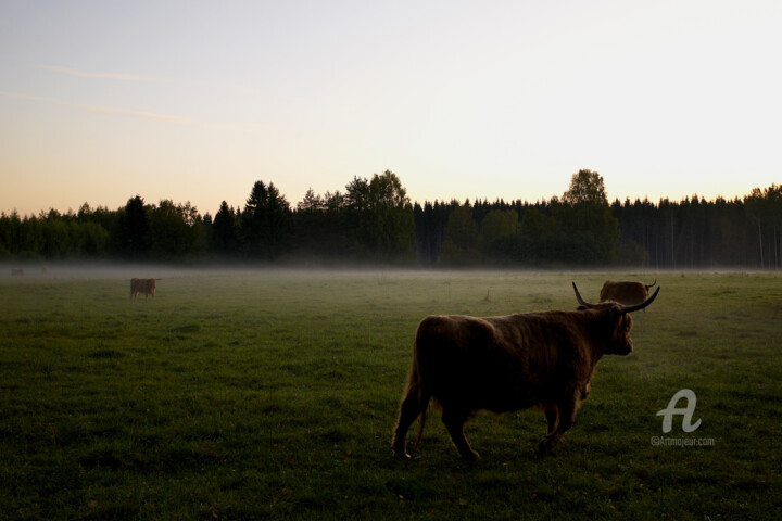 Photography titled "Cattle - Savonlinna…" by Scott Gregory Banner, Original Artwork, Digital Photography