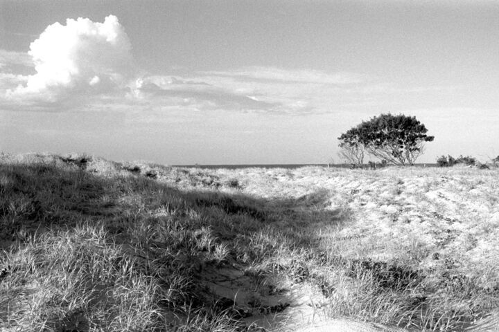 Fotografia zatytułowany „Beach dune” autorstwa Scott Gregory Banner, Oryginalna praca, Fotografia cyfrowa
