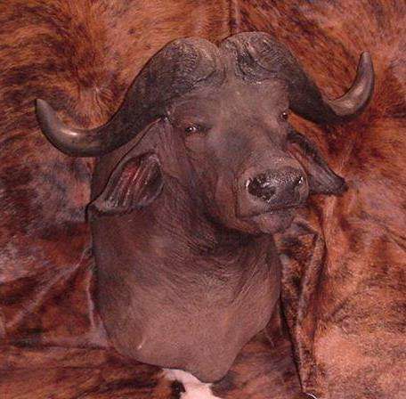 Painting titled "beautiful Cape buff…" by Young Taxidermist, Original Artwork