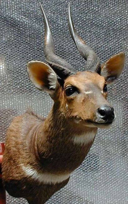 Painting titled "kudu" by Young Taxidermist, Original Artwork
