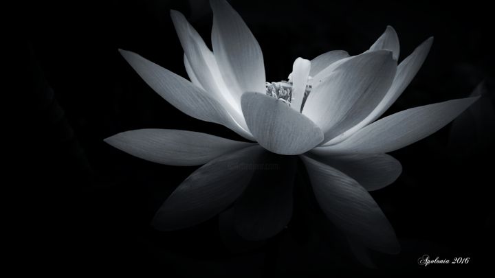 Photography titled "Lotus" by Scyamn Mesmerizing, Original Artwork, Digital Photography