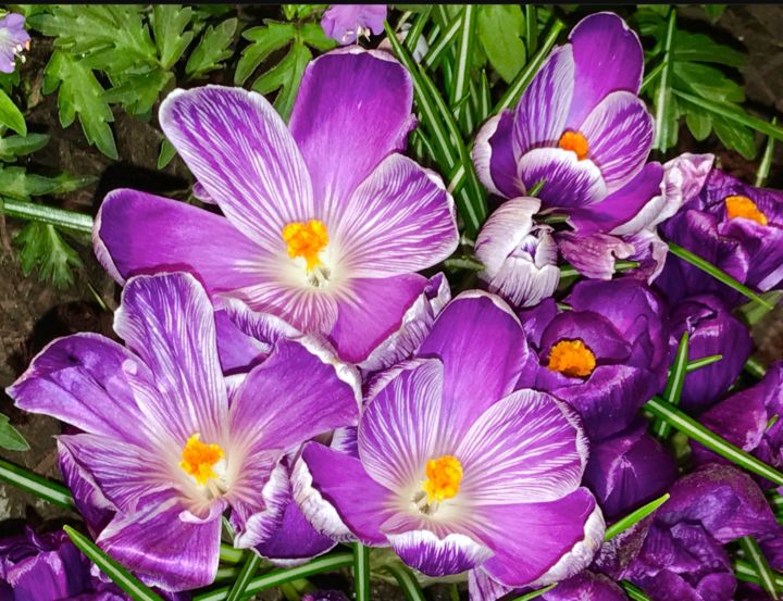 Photography titled "Purple Spring Crocu…" by Stephen D. Smith, Original Artwork, Digital Photography