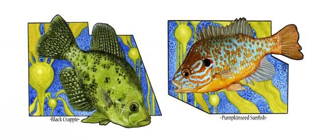 Painting titled "Crappie and Pumpkin…" by Julie Swenson, Original Artwork, Oil