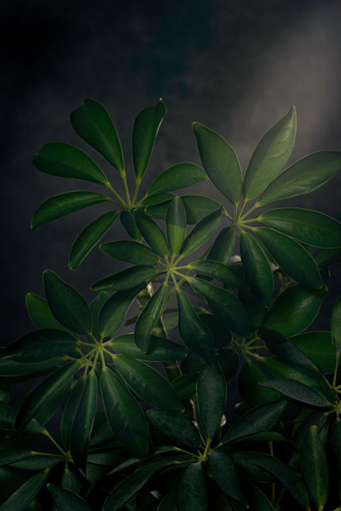 Photography titled "Light Between the S…" by Sean O'Hare, Original Art, Digital Photography