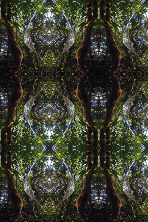 Digital Arts titled "Forest Abstract 81" by Kenneth Grzesik, Original Artwork, 2D Digital Work
