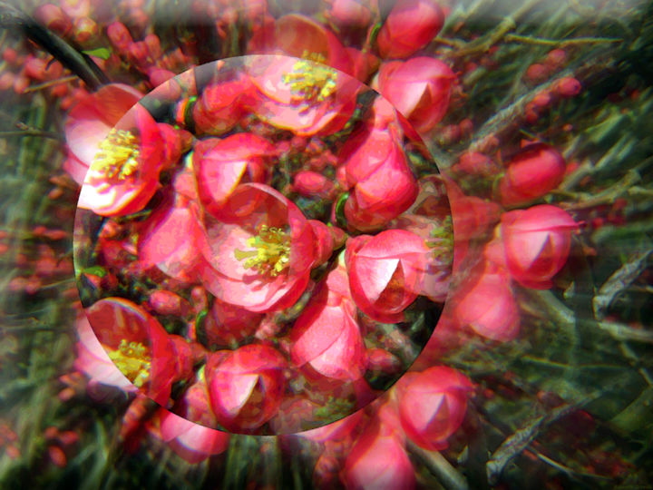 Digital Arts titled "Optical Garden 8" by Kenneth Grzesik, Original Art, 2D Digital Work