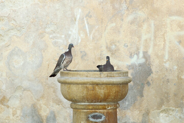 Photographie intitulée "Colombe su fontana" par Sebastiano Lantieri, Œuvre d'art originale, Photographie numérique