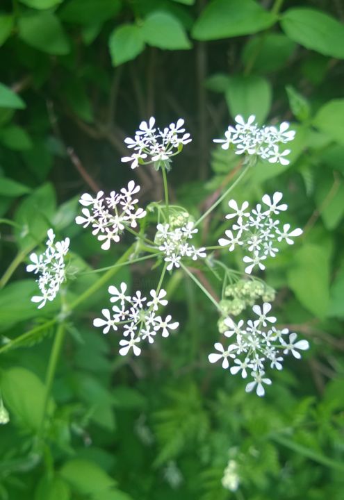 Photographie intitulée "petite fleur blanche" par Sébastien Darroman, Œuvre d'art originale