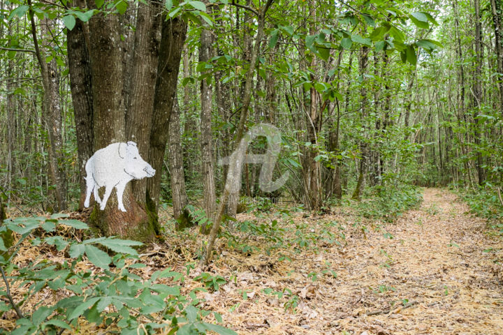 Fotografie mit dem Titel "Wlid Boar" von Sekhmet, Original-Kunstwerk