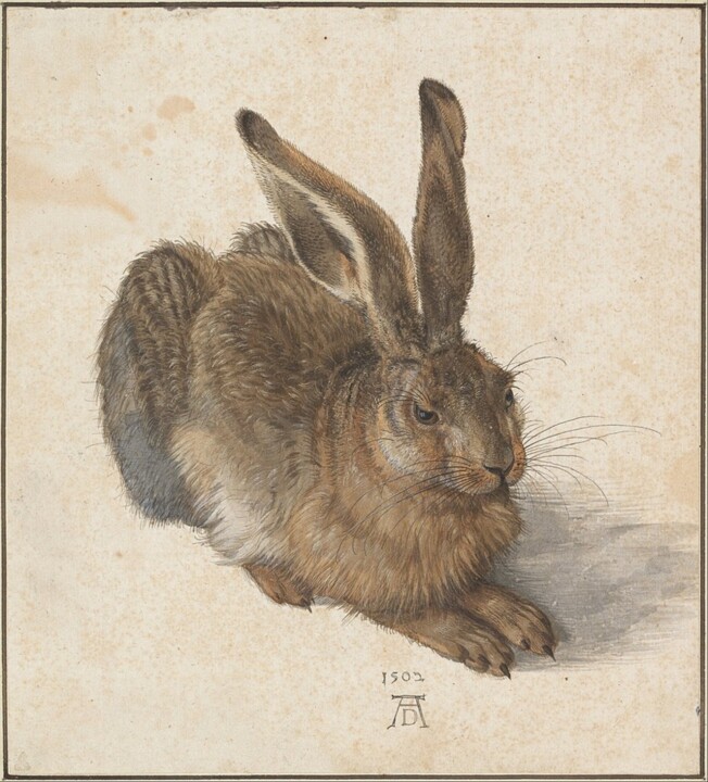 Le lièvre d'Albrecht Dürer