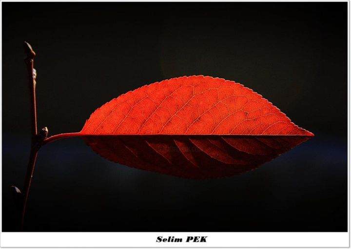 Photography titled "sonbahar-2" by Ressam Selim Pek, Original Artwork