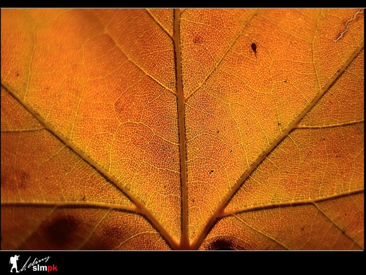 Fotografia zatytułowany „sonbahar-3” autorstwa Ressam Selim Pek, Oryginalna praca