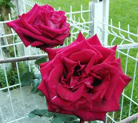 Photographie intitulée "Roses papa Meilland…" par Jean-Claude Selles Brotons, Œuvre d'art originale