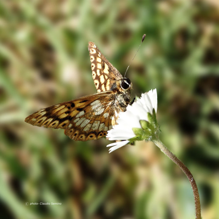 Photography titled "La margherita e la…" by Claudio Semino, Original Artwork, Digital Photography