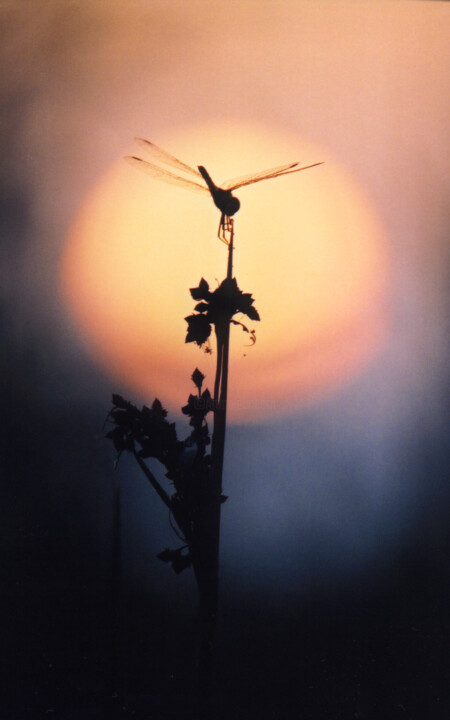 Fotografía titulada ""LIBELLULA AL TRAMO…" por Serafino Deriu, Obra de arte original