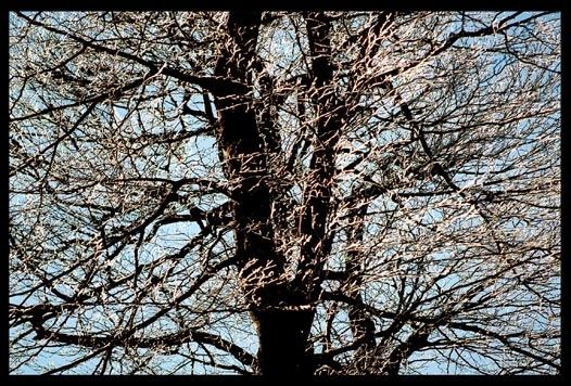 Photography titled "arbre de lumiere" by Serein, Original Artwork