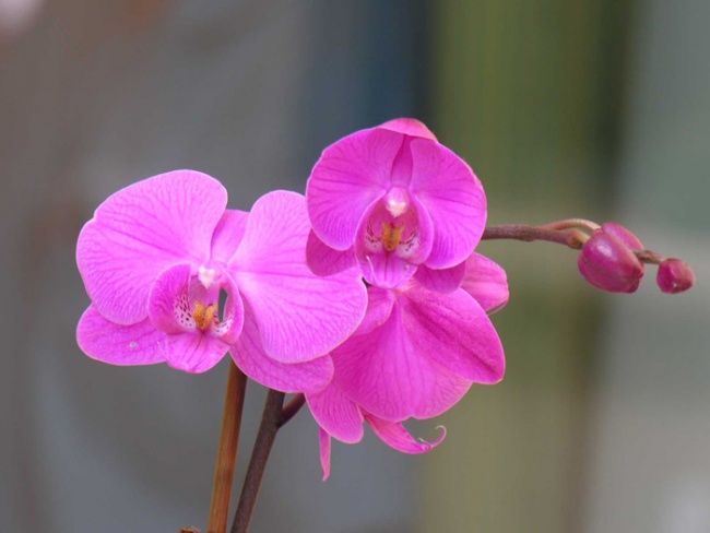 摄影 标题为“orchidee02” 由Serein, 原创艺术品
