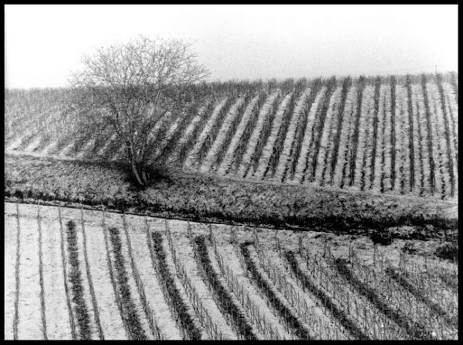 Fotografie getiteld "vignes sous la neige" door Serein, Origineel Kunstwerk