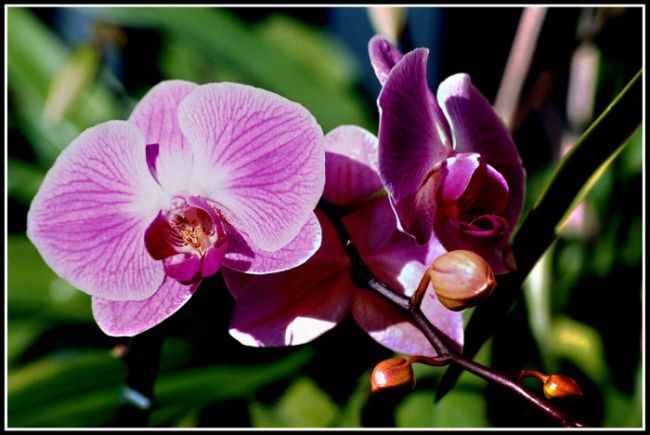 Fotografia zatytułowany „orchidee03” autorstwa Serein, Oryginalna praca