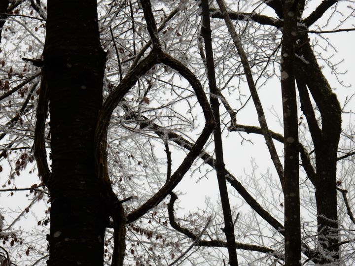 Фотография под названием "Branches" - Serge Thiery, Подлинное произведение искусства