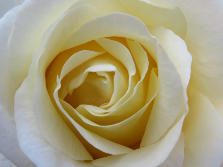 Photographie intitulée "Rose Blanche" par Serge Thiery, Œuvre d'art originale, Photographie numérique