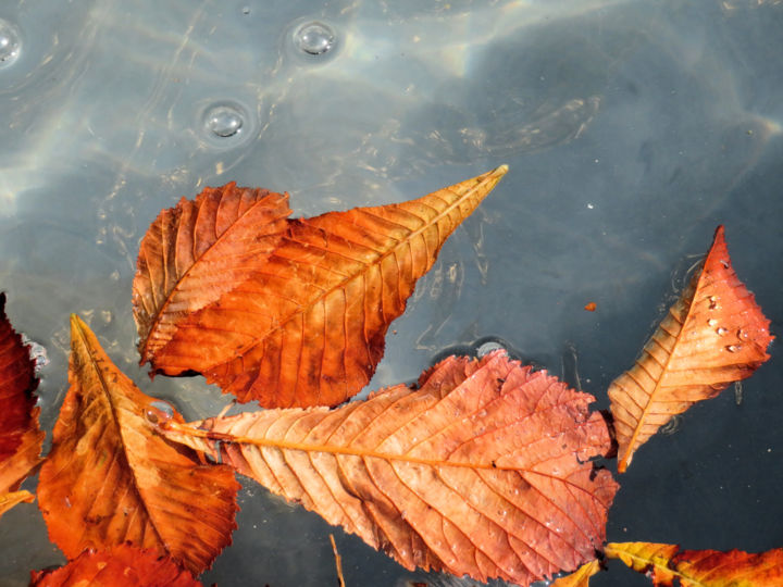 Photography titled "Floating leaves" by Serge Thiery, Original Artwork, Digital Photography