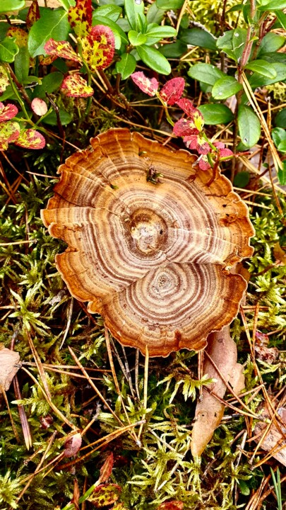 Fotografie getiteld "Strange mushroom" door Sergejs Garijs, Origineel Kunstwerk, Digitale fotografie