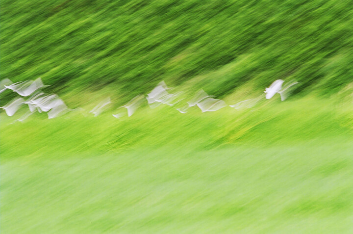 Fotografía titulada "The flight of herons" por Sergio Assis, Obra de arte original, Fotografía analógica