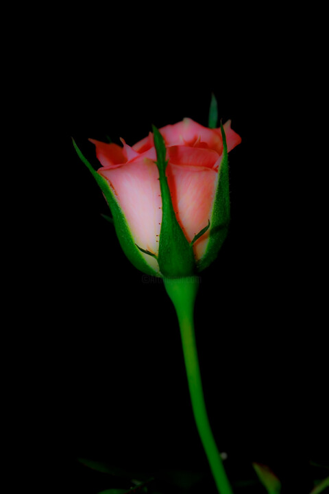 Photographie intitulée "Rosa" par Sergio Assis, Œuvre d'art originale, Photographie non manipulée