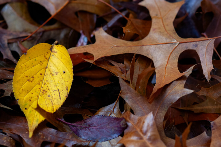 Photography titled "Yellow leaf" by Sergio Assis, Original Artwork, Non Manipulated Photography