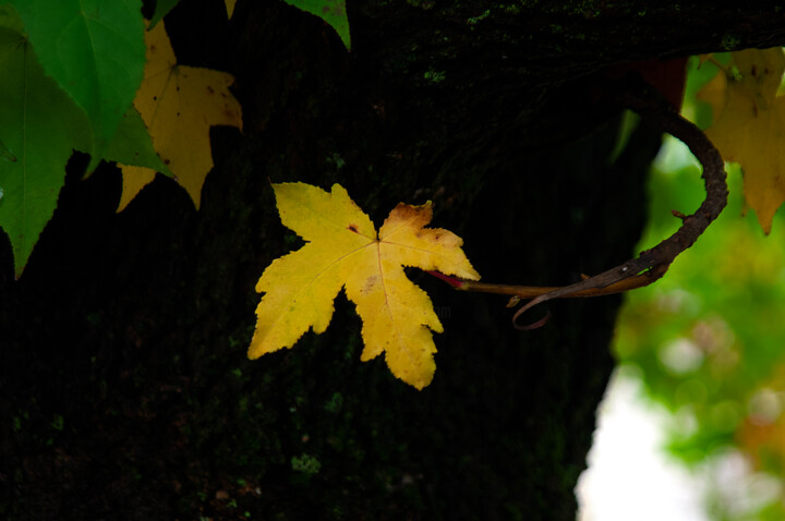 Fotografia intitolato "Yellow leaf ll" da Sergio Assis, Opera d'arte originale, Fotografia non manipolata