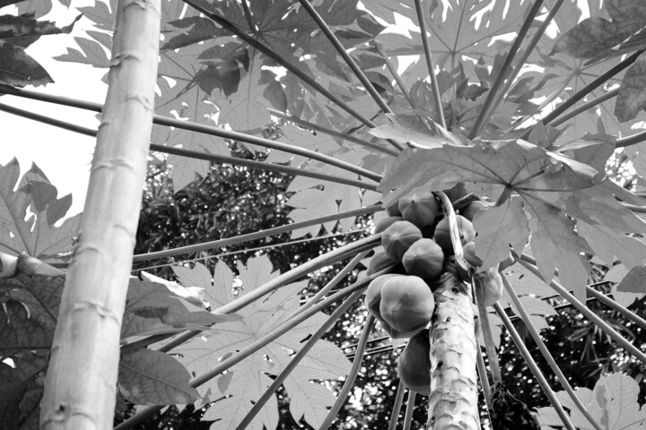 Fotografia intitulada "Assorted fruits 11" por Sergio Benetti, Obras de arte originais, Fotografia digital