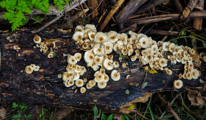 Photography titled "Champignons" by Sergio, Original Artwork, Non Manipulated Photography